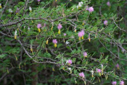 Marabu bush that could be used for generating electric power. Photo: wikipedia.org