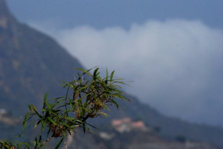 Monte Ávila, in Caracas, Venezuela. 1