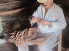 Making cigars, Vi&ntilde;ales.  Photo: Danny Gazi