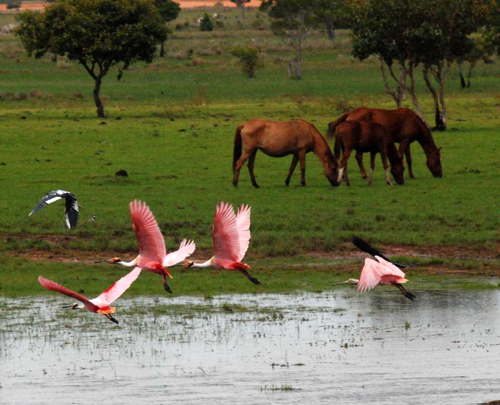 Amanecer en las llanos venezolanos