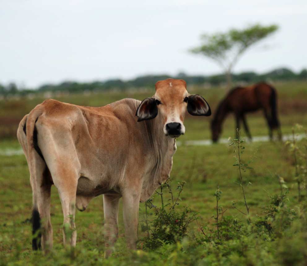 Vender or comprar carne de res ilicitamente es un crimen serio en Cuba. Foto: Caridad