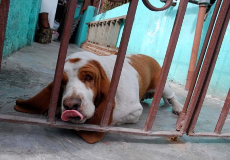 Perro de La Habana. Foto: Jose Antonio Michelena