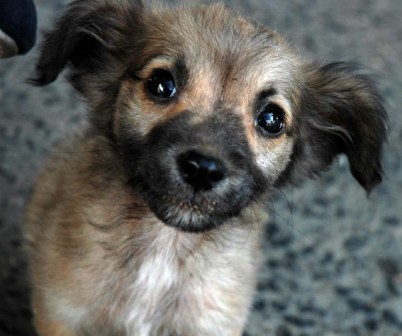 Perro de la Habana. Foto: Caridad Perro de la Habana. Foto: Caridad