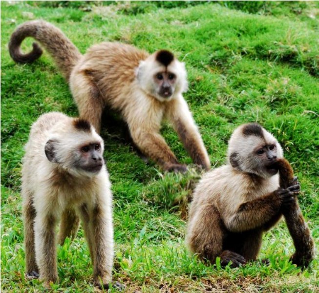Monos en el Zoo de Caracas Monos en el Zoo de Caracas
