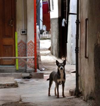Perro de la Habana. Foto: Caridad Perro de la Habana. Foto: Caridad