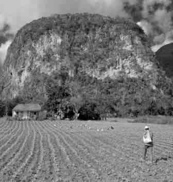 El campo de Viñales, Cuba. Foto por Michael Roy.