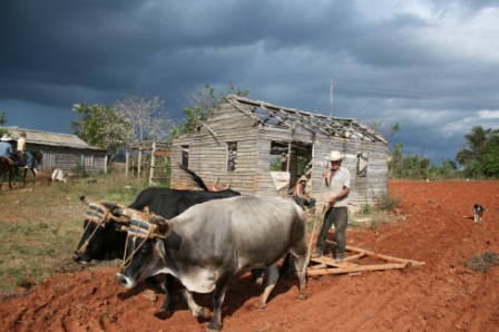 Plowing in Viñales. Photo: Mattew Siffert