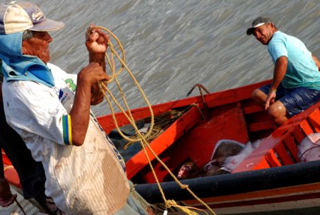 Rayas en las costas de Venezuela 