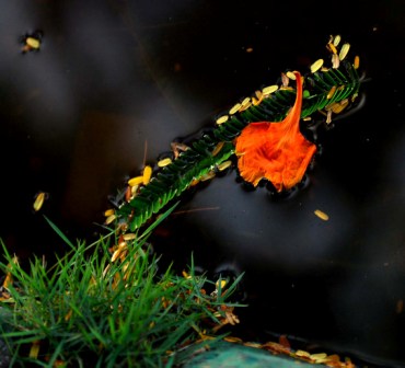 La naturaleza cubana. Foto: Caridad