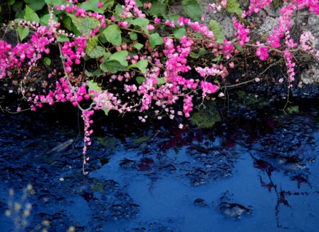 La magia de los charcos The Magic of Puddles