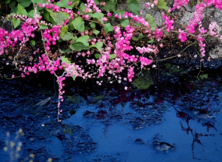 The Magic of Puddles