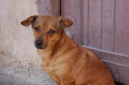 Perro habanero Havana dog