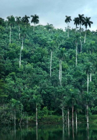 Foto de Las Terrazas, Pinar del Río por Caridad