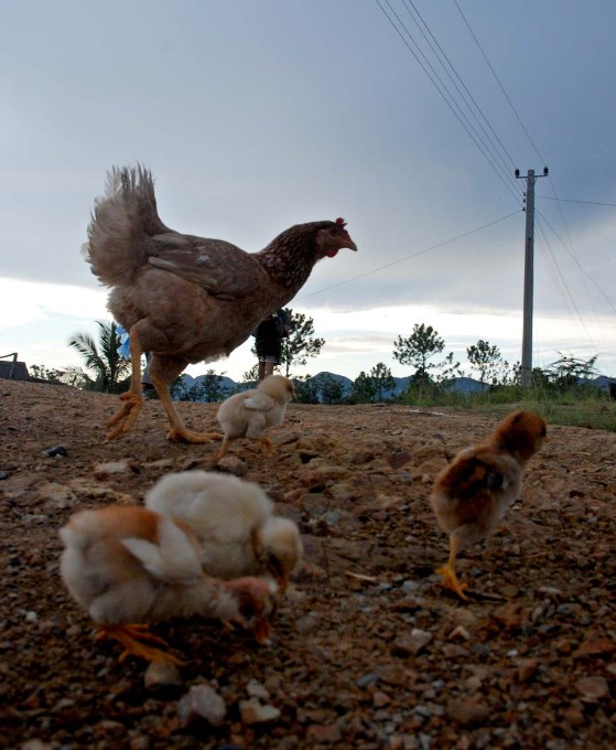El campo cubano - foto: Caridad