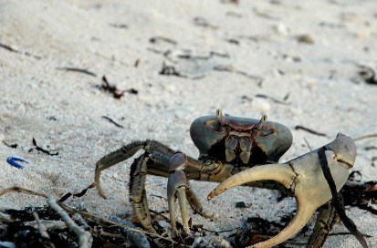 Cangrejo en Cabo San Antonio, Cuba. Foto: Caridad