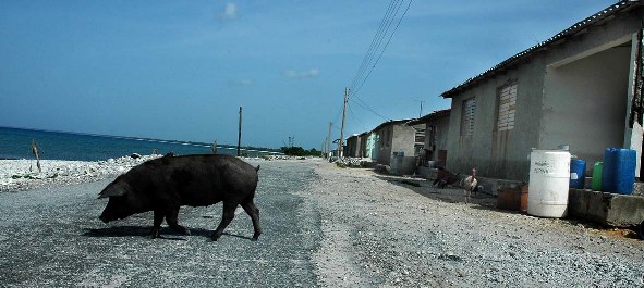 Una cerda en Cuba. Foto: Caridad