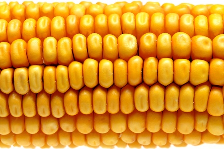 Transgenic foods are products derived from genetically modified organisms (GMOs) in which the genome is manipulated. Photo: trimmer741