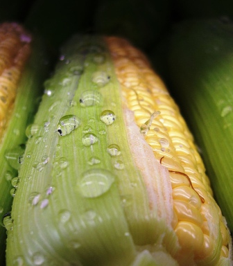 ”I see the deregulation of transgenic foods in Cuba as being a great threat to the strategic agro-ecological principles of our agricultural policy,” says Eduardo Freyre, professor at the Havana Agricultural University. Photo: Darwin Bell