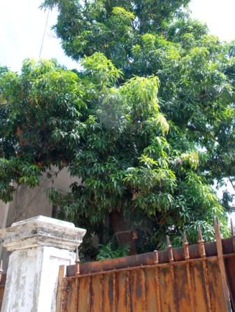 Mango tree.