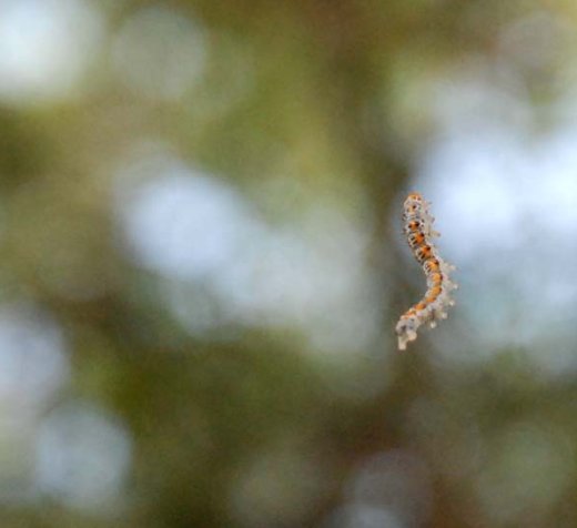 Los niños pudieran determinar el momento exacto en que uno de esos gusanitos debe morir asustando a alguien o encerrado en un pomo. We were struck with wonder by some small worms that hung from the trees.