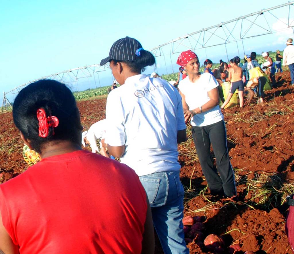 Trabajo voluntario.  Foto: Caridad