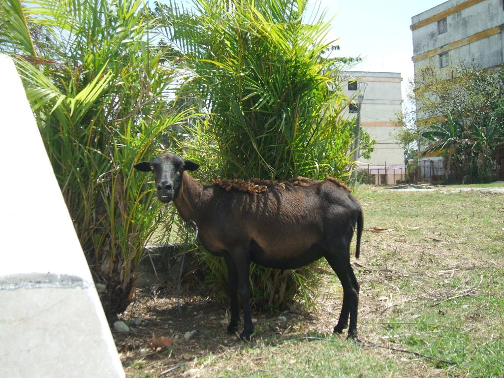 Where I grew up on the outskirts of Havana. Where I grew up on the outskirts of Havana.