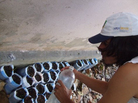 Luego las sembramos en bolsitas de plastico y esperamos que se empinen en busca de la luz.