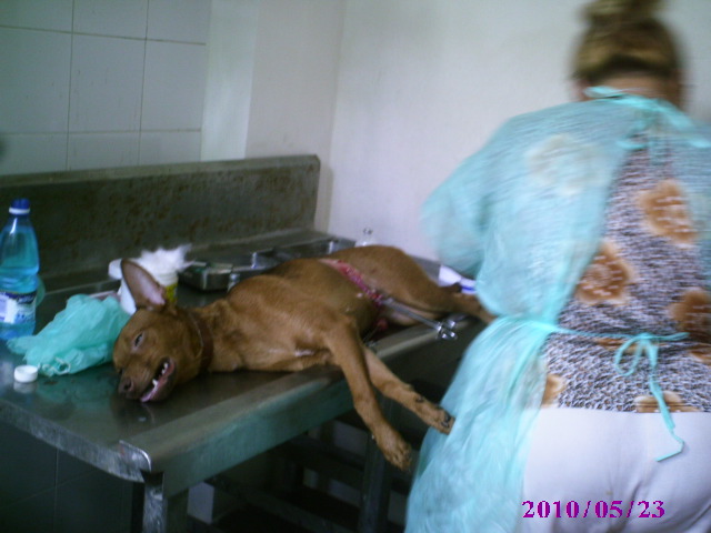 Campaña de esterilización.