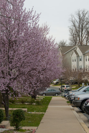 Primavera en Maryland.