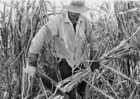 Cociendo sacos para el azucar.