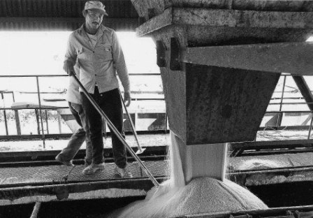 Trabajador de la industria azucarera. Ingenio Mario Muñoz, Matanzas.