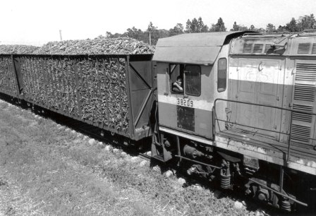 Tren transportando la caña para el ingenio Mario Muñoz.