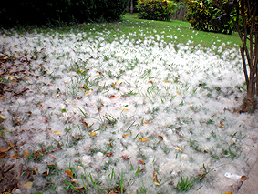 Parece como si hubiera nevado.