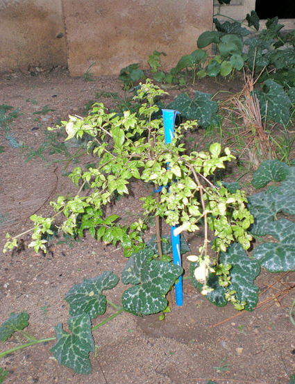 Era un parche de tierra no muy fértil cultivado con cierta variedad de especies.