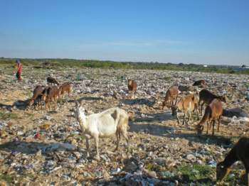 Llos animales que pastan  en este terreno, son potenciales portadores de enfermedades y sustancias tóxicas. 