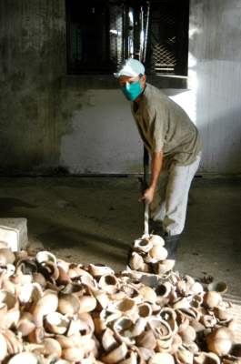 Cocos para hacer aceite.