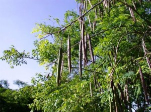 Moringa, la planta milagrosa