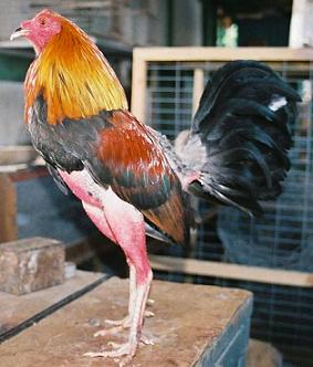 A los gallos finos les quitan las plumas de las patas. Foto: http://www.absolut-cuba.com/