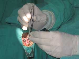 The cost of Cuba's medical solidarity campaigns is too high for the country's resources. Photo: Raquel Perez