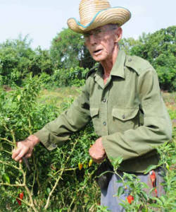 Jose Luis Roche is one of the best workers in the cooperative, despite being 81 years old. He has worked 70 of those years in agriculture. Photo: Raquel Perez