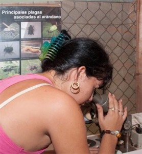 Roxana Fleites is the specialist in reproducing insects and rearing parrot chicks, which are used to fight agricultural pests without using chemicals. Photo: Raquel Perez