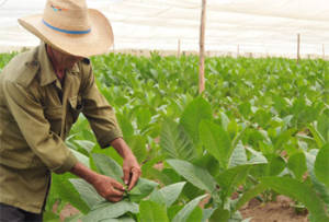 Revenues are also very high in the cigar industry, but the incomes of farmers remain low. Photo: Raquel Perez