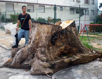El activista Jimmy Roque junto a los restos de la ceiba de 31 y 44, Playa.