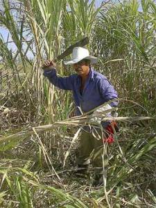 Half of Cuba’s sugar mills were shut down because production costs were higher than the price of sugar on the international market. Photo: Raquel Perez