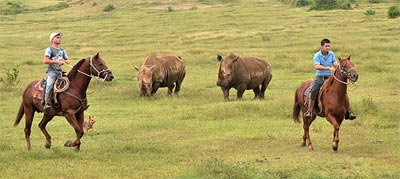 Vaqueros del Parque Zoológico Nacional de Cuba trabajando en el área de la “Pradera Africana”. Foto: Raquel Pérez