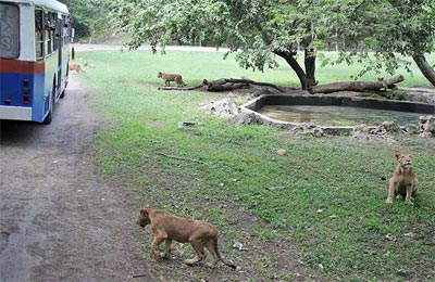 Algunos trabajadores del zoológico aman tanto el parque que uno de ellos al morir pidió que sus cenizas se esparcieran en el foso de los leones. Foto: Raquel Pérez