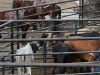 The bulls are grabbed and pulled by their tails.