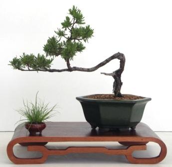 Bonsai by Manuel Paniagua Bonsai by Manuel Paniagua
