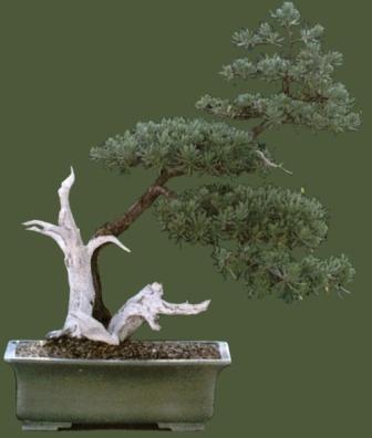 Bonsai grown by Jorge L. Guerra Bonsai grown by Jorge L. Guerra