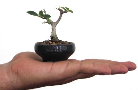 Nancy Gutierrez laurel bonsai Nancy Gutierrez laurel bonsai